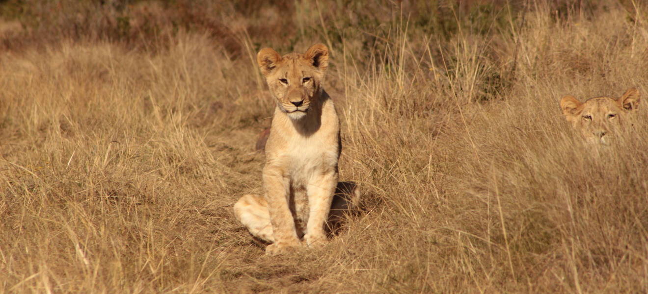 Löwe auf der Safari 