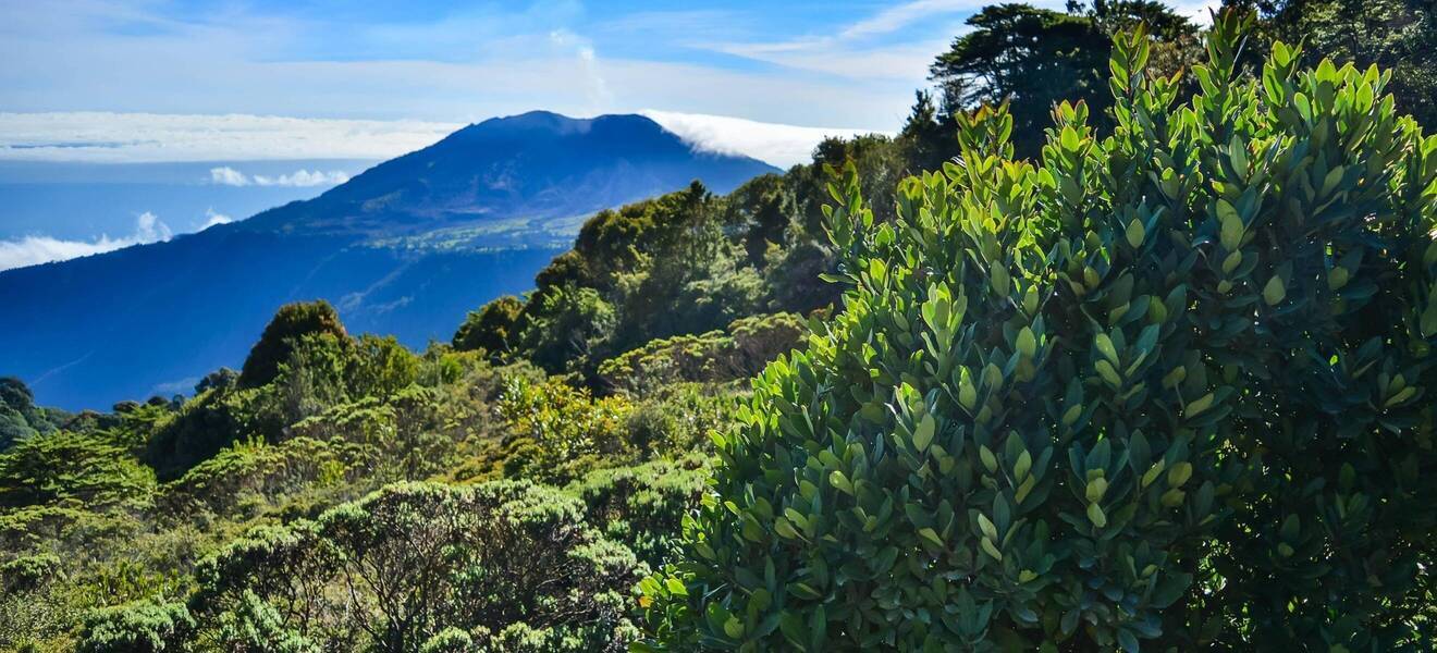 Regenwald in Costa Rica