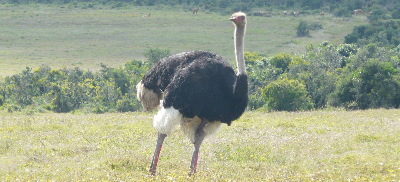 Straußenfarm 