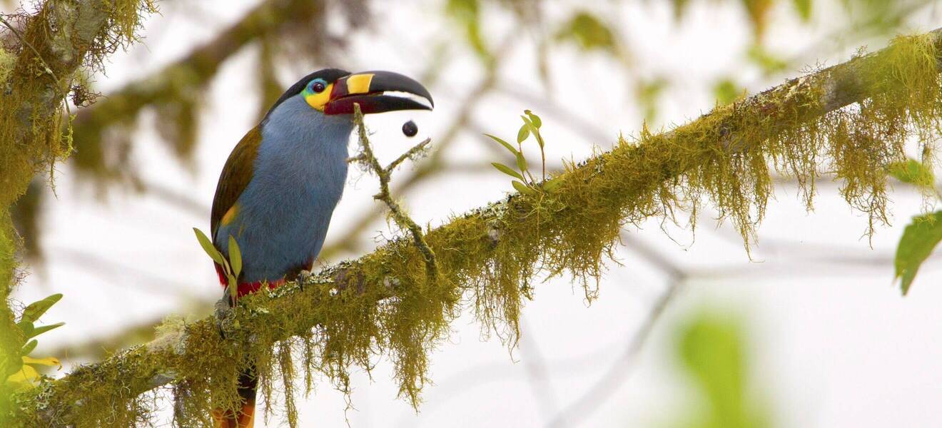 Die vielfältige Natur des Bergnebelwaldes
