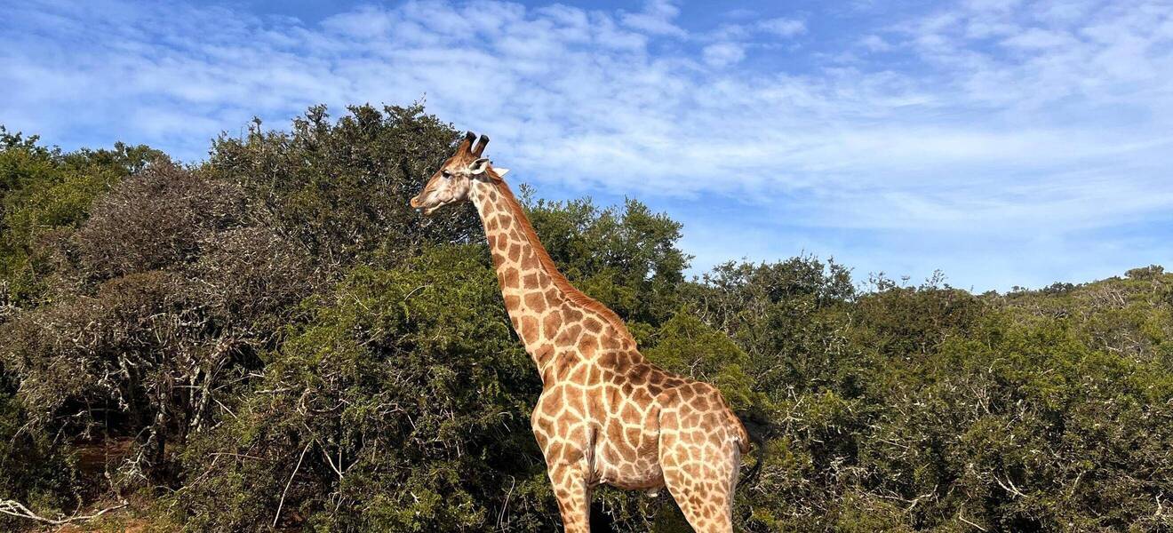 Region Port Elizabeth