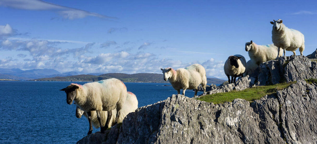Schafe bei Küste in Irland