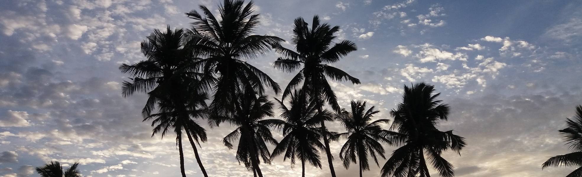 Palm Trees in Sri Lanka – Adventure & Trips