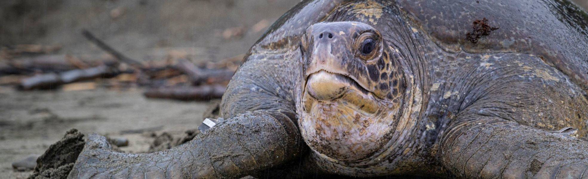 Tierschutzrichtlinien bei Rainbow Garden Village