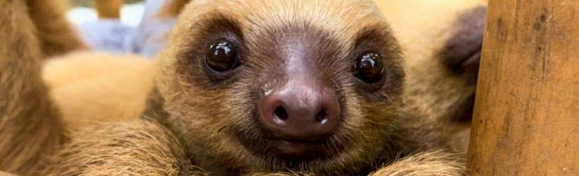 Volunteer with sloths