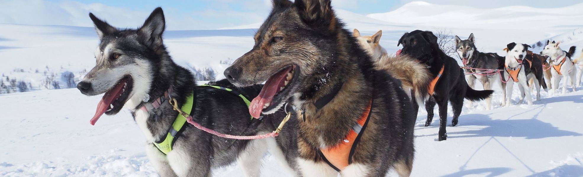 Huskies in Lapland - volunteering with dogs and cats