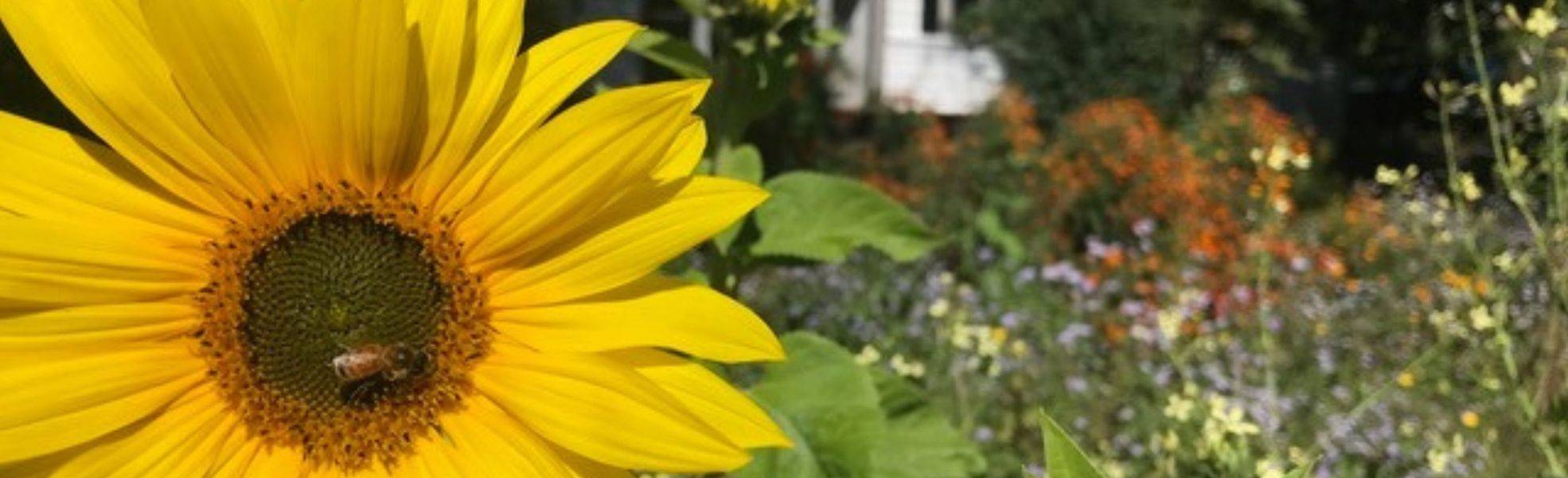 Sunflower in the Garden - Volunteering at Eco Village