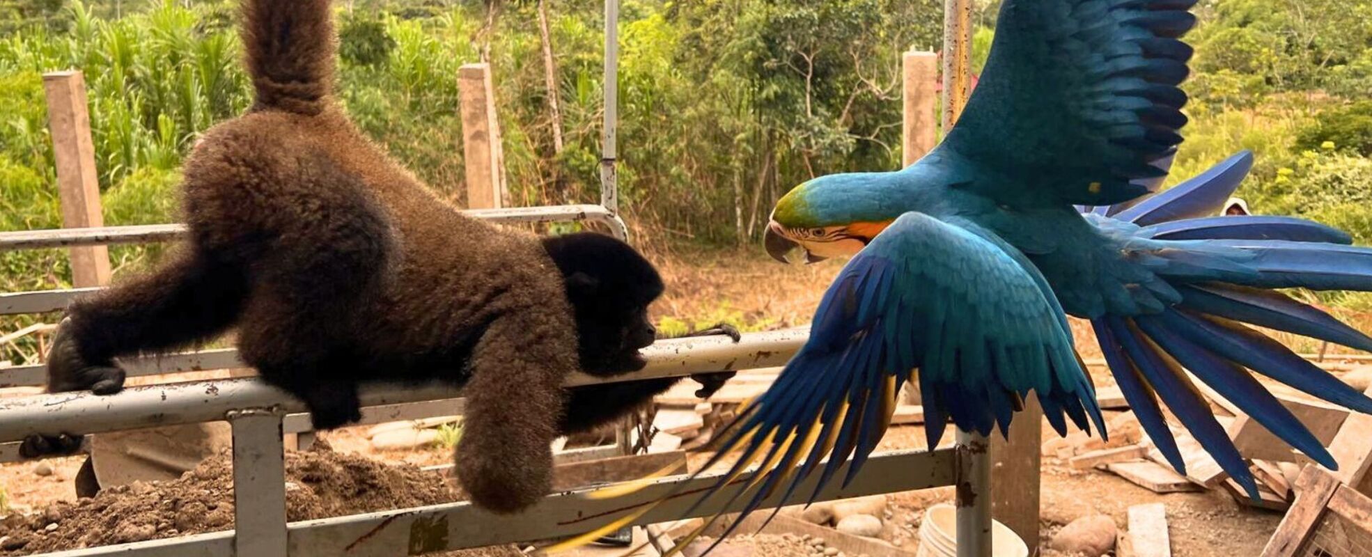Freiwilligenarbeit mit Tieren im Ausland