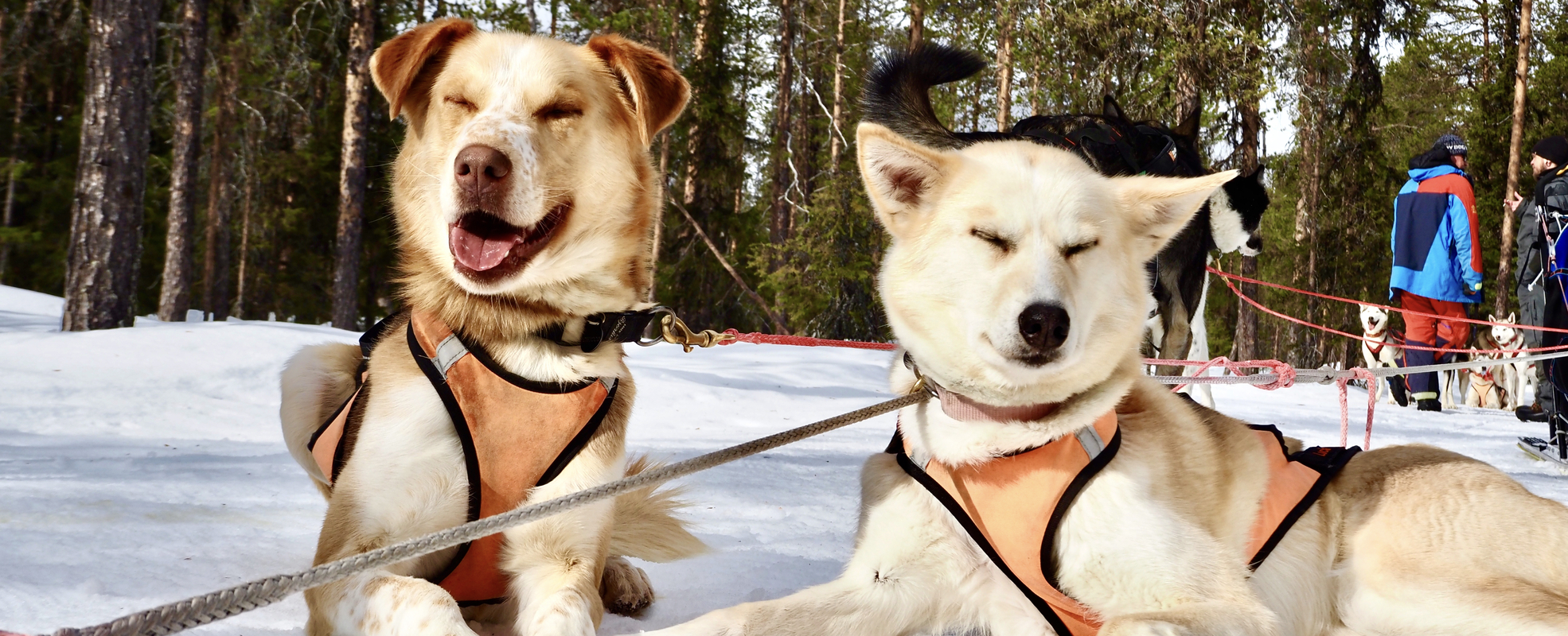Freiwilligenarbeit mit Hunden in Schweden