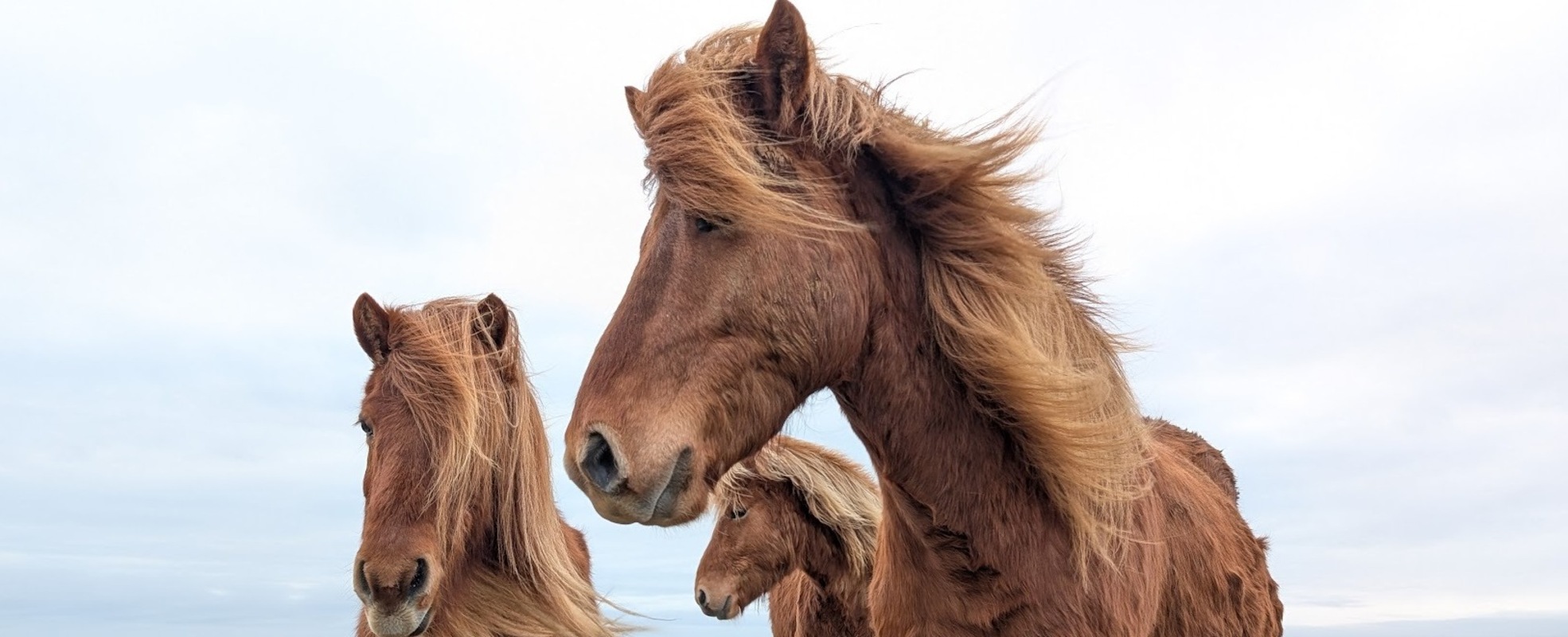 Freiwilligenarbeit mit Pferden Island