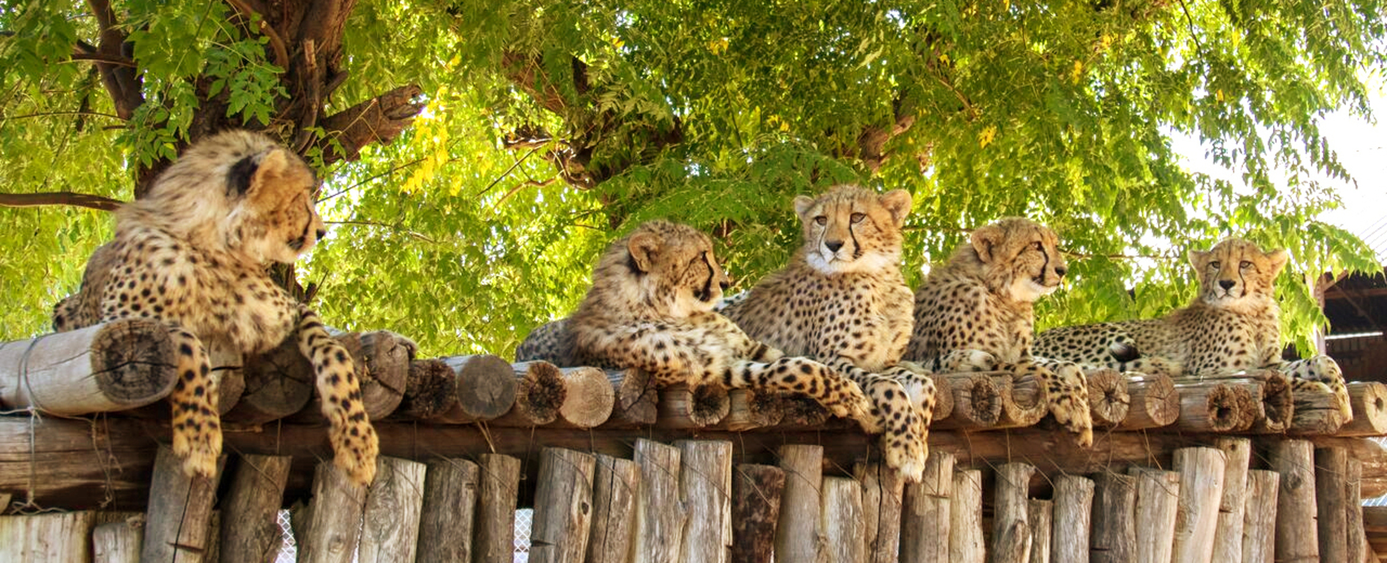 Freiwilligenarbeit mit Großkatzen Namibia