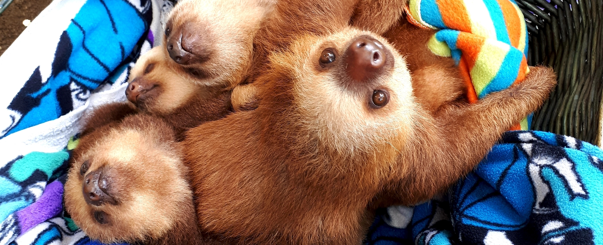 Freiwilligenarbeit mit Faultieren Costa Rica