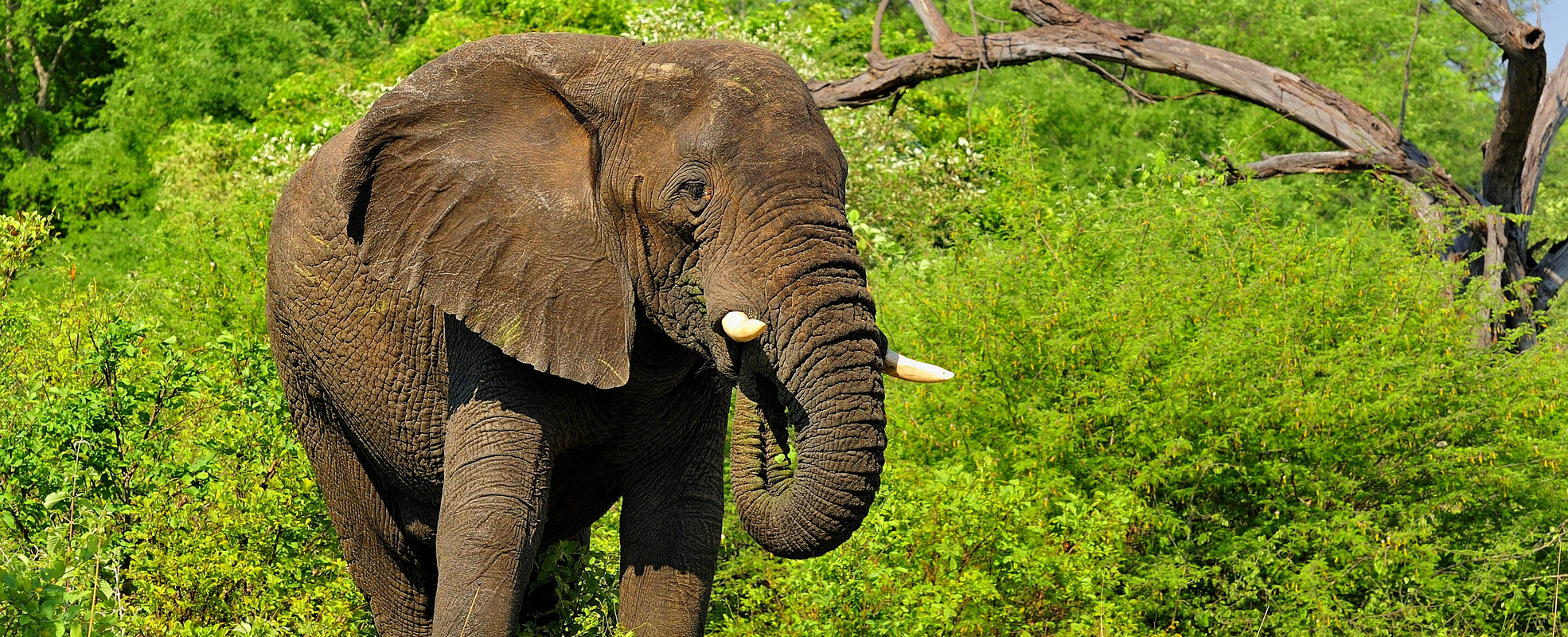 Freiwilligenarbeit mit Elefanten