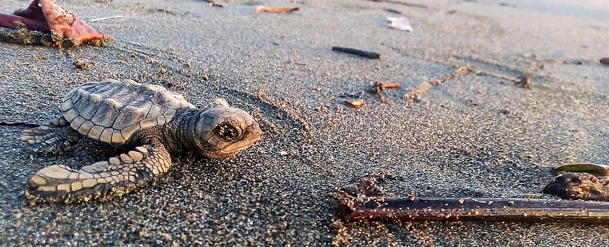 Freiwilligenarbeit mit Schildkröten