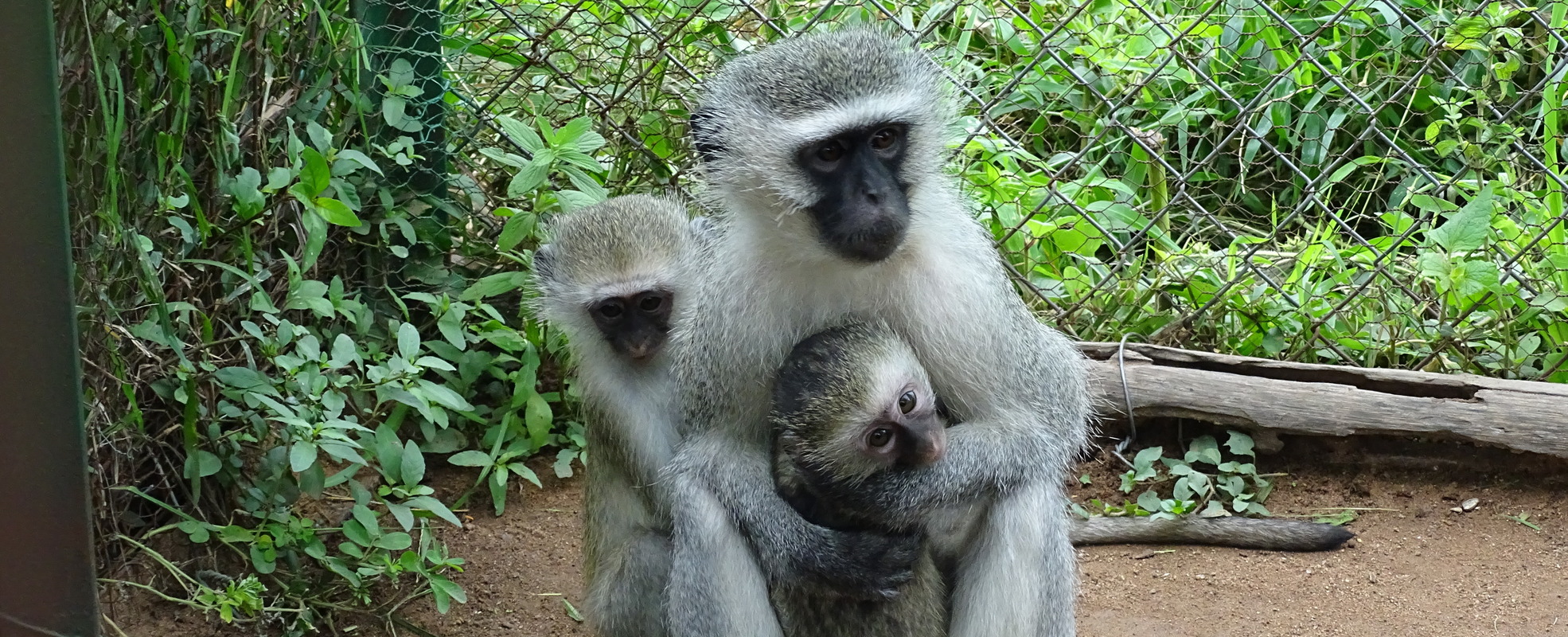 Freiwilligenarbeit mit Affen