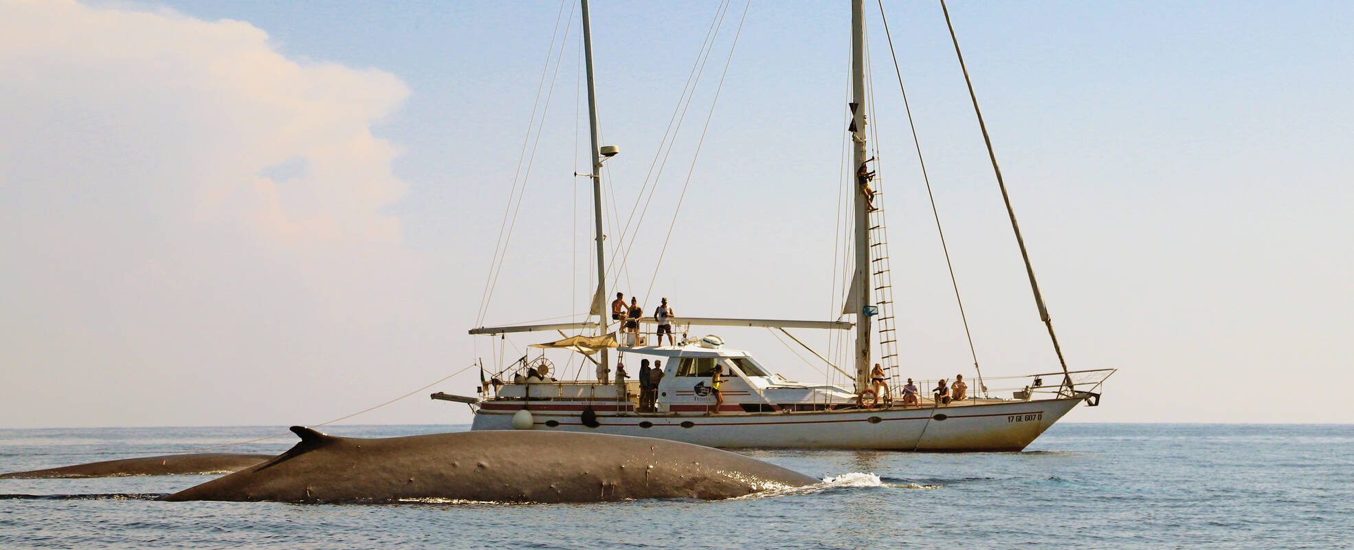 Volunteers beobachten Wale bei der Freiwilligenarbeit in Italien