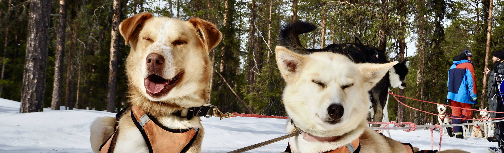 Huskys im Freiwilligenprojekt in Schweden