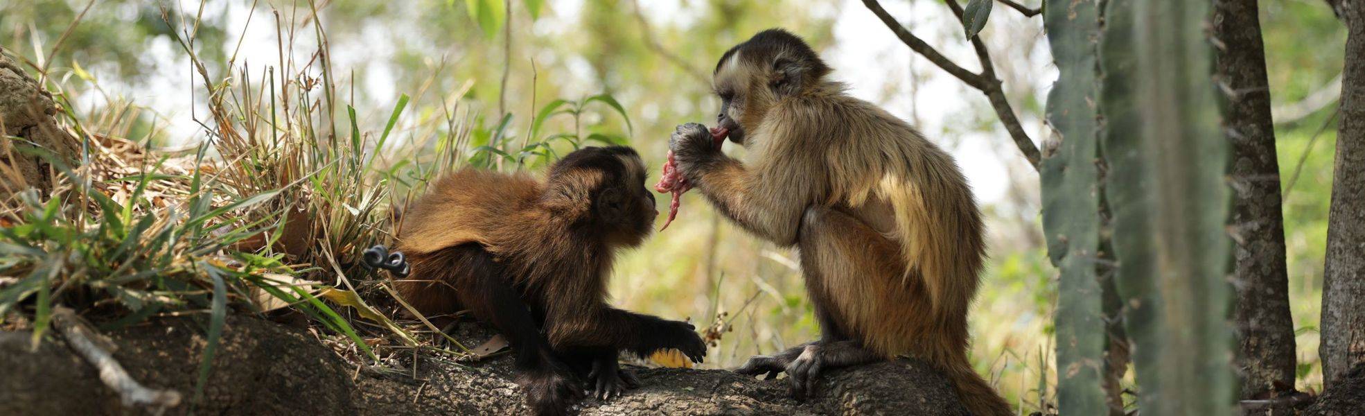 Freiwilligenarbeit in Bolivien in einer Tierauffangstation