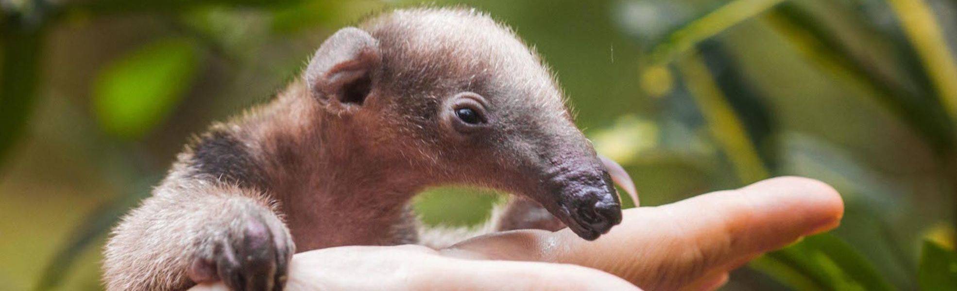 Volunteer bei Freiwilligenarbeit in Costa Rica