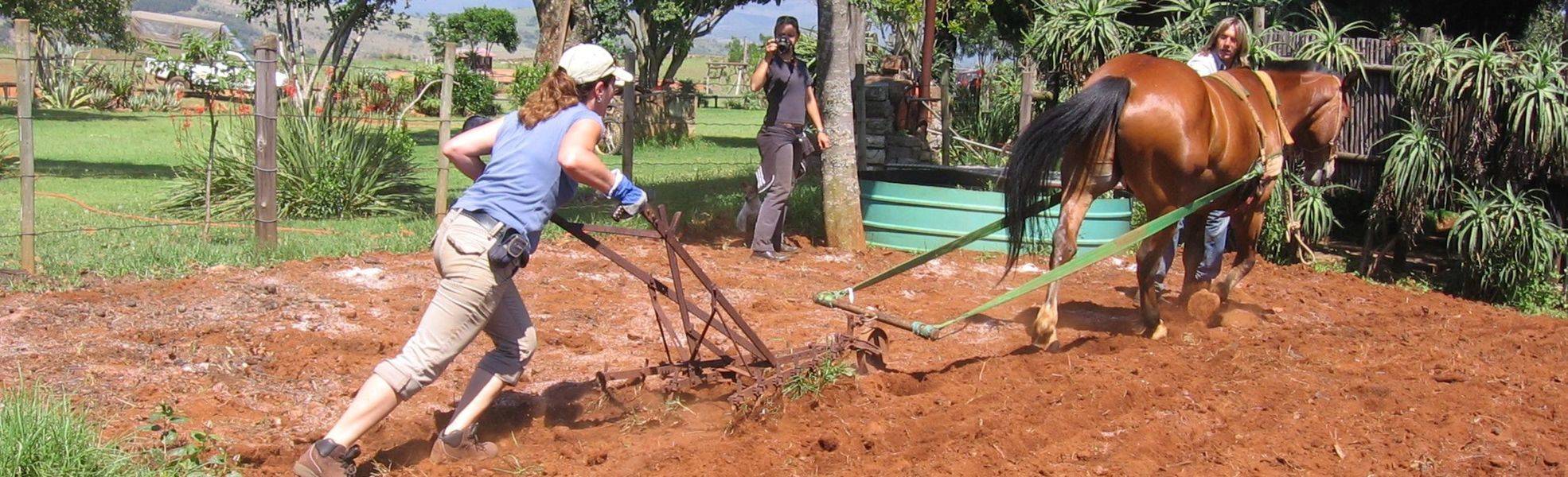Volunteer bei ihrem Auslandspraktikum in Südafrika auf einer Pferdefarm