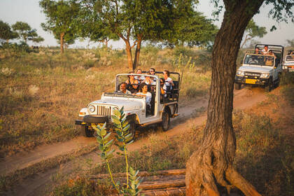 Safari in Indien