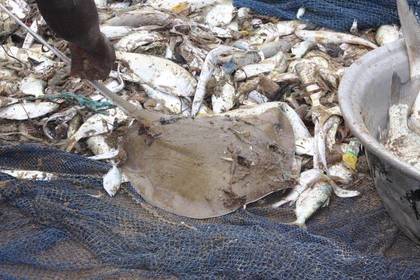 Marine animals protect in Ghana