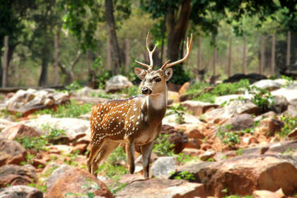 Wildlife in Indien