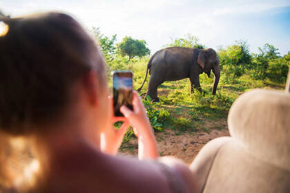 Elefant in Udawalawe