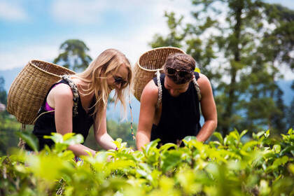 Volunteers in der Teeplantage
