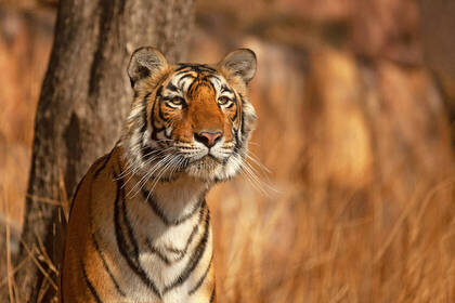 Wildlife - indischer Tiger