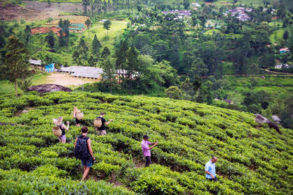 Besichtigung einer Teeplantage