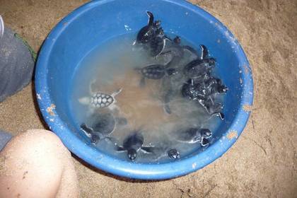Turtles shelter in Ghana