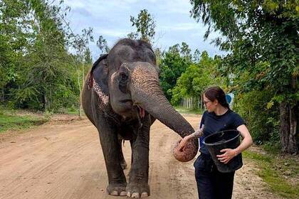 Elefant füttern im Elenfantenprojekt