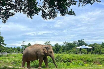 Elefant in Thailand