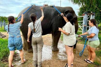 Volunteers bei der Elefantenreinigung