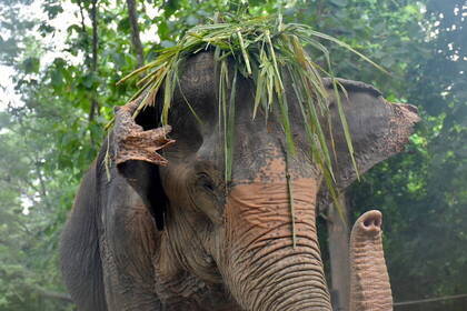 Freiwilligenarbeit im Elefantenprojekt