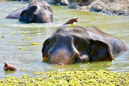 Elefanten nehmen ein Wasserbad