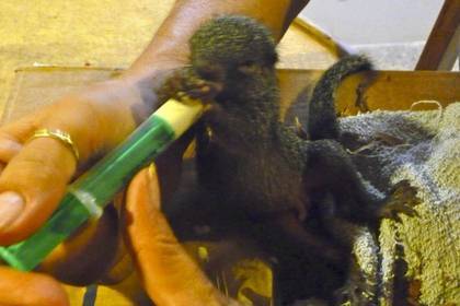 Seevogel Projekt in Ghana Freiwilligendienst