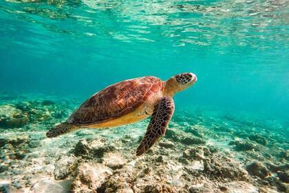 Schnorcheln vor Gili T