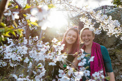 Hakone Kirschblüten 