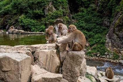 Schneeaffen & Heiße Quellen 