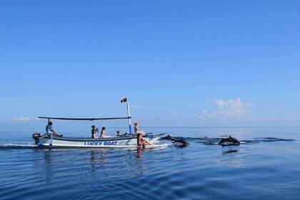 Delfin-Tour bei der Indonesien-Rundreise