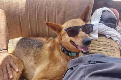 Hund mit Sonnenbrille 