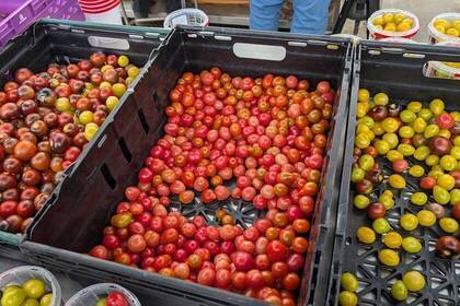 Freiwilligenarbeit Eco Village Island Tomaten