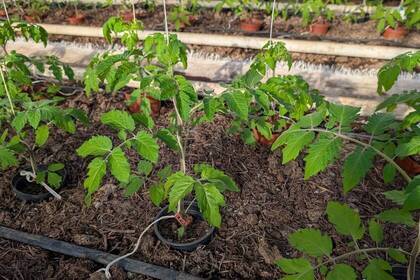 Eco Village Island Tomatenpflanzen