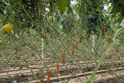 Island Eco Village Tomaten