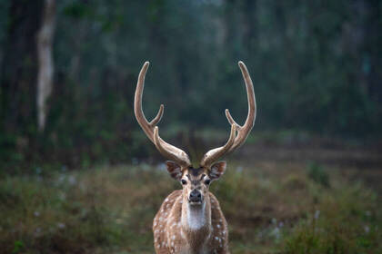 Freiwilligenarbeit Nepal Hirsch