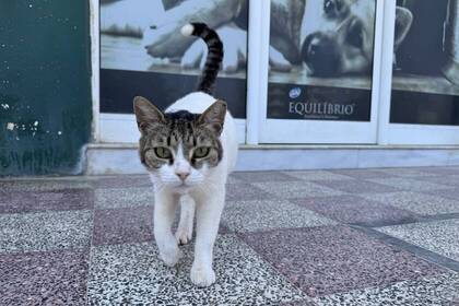 Tierklinik Kreta Katze