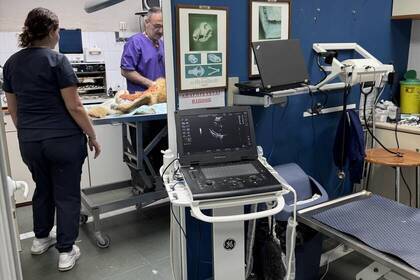 Tierklinik auf Kreta Behandlung