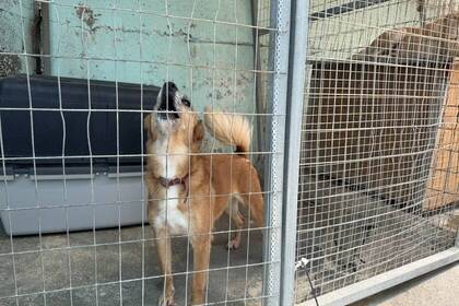 Tierheim Projekt Kreta Hund bellt